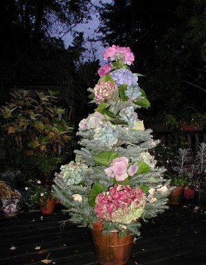 Gardener: What our plants want for Christmas
