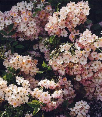 The Mountain Gardener: Time to get back in the garden