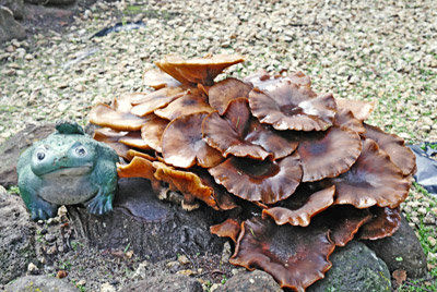 Ben Lomond resident spots hefty mushrooms