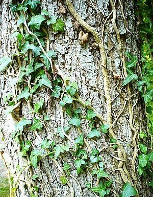 The Mountain Gardener: Don’t let ivy choke your trees