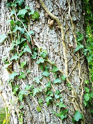 The Mountain Gardener: Don’t let ivy choke your trees