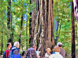 Nature Friendly: Romance in the redwoods