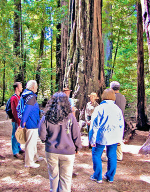 Nature Friendly: Romance in the redwoods