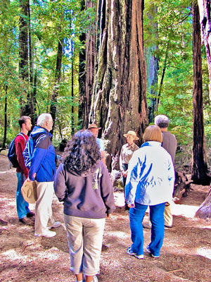 Nature Friendly: Romance in the redwoods