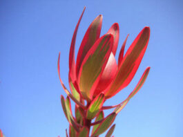 The Mountain Gardener: Color your garden all year long