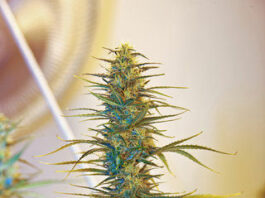 Scotts Valley bars pot dispensaries in city limits