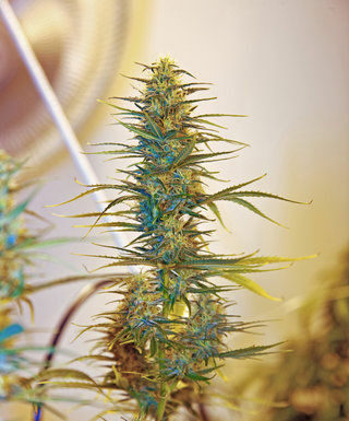 Scotts Valley bars pot dispensaries in city limits