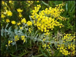 The Mountain Gardener: Avoid sneezing and itching in your own garden