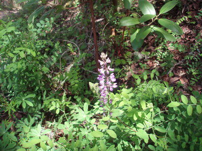 The Mountain Gardener: Quail Hollow Ranch a unique collection of wildflowers