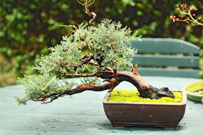 Home and Garden: Beauty in miniature