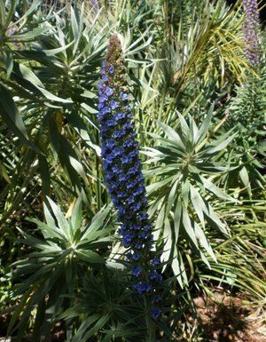 The Mountain Gardener: Marvelous garden home to species galore