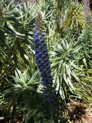 The Mountain Gardener: Marvelous garden home to species galore