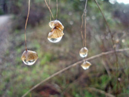 The Mountain Gardener: Water-saving tips for Water Awareness Month