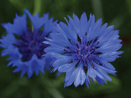 Mountain Gardner: A bounty of blooms