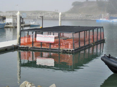 Let’s go fishin’: Thousands of Chinook salmon injected into Monterey Bay