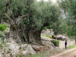 The Mountain Gardener: Summer in the garden at long last