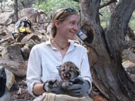 Nature Friendly: Tracking the big cats among us