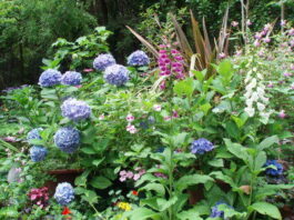 The Mountain Gardener turns 300