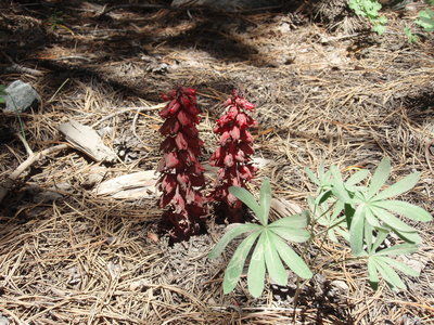 The Mountain Gardener: Tahoe’s blooming treasures revealed