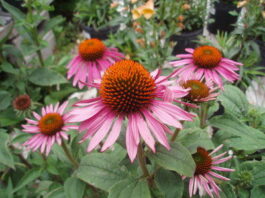 The Mountain Gardener: Perennials for summer’s end