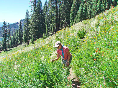 Gardener: A meadow in the making