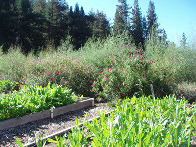 The Mountain Gardener: A mountain farm proves full of wonders