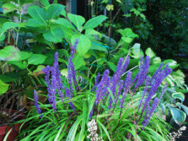 The Mountain Gardener: An early fall to-do list