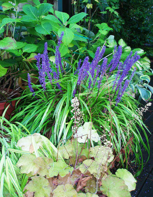 The Mountain Gardener: An early fall to-do list