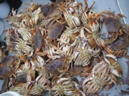 Let’s go fishin’: Crab season starts with a bang