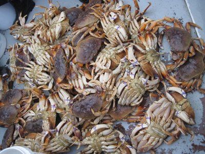 Let’s go fishin’: Crab season starts with a bang