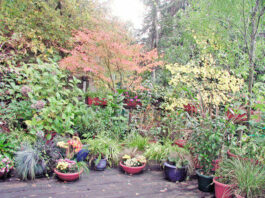 The Mountain Gardener: Add fall color to your yard