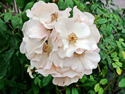 The Mountain Gardener: Dreaming of summer roses