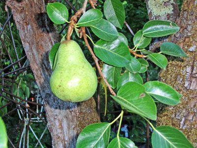 Gardener: Winter is time to choose bare-root trees