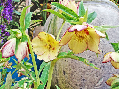 The Mountain Gardener: Winter flowers spice up landscape