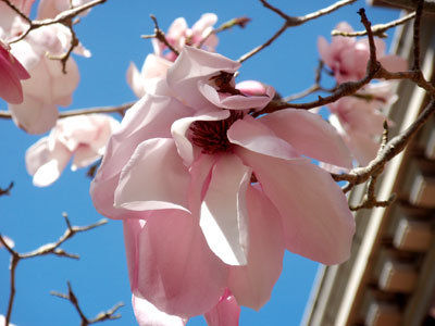 The Mountain Gardener: Magnolia are an early sign of spring