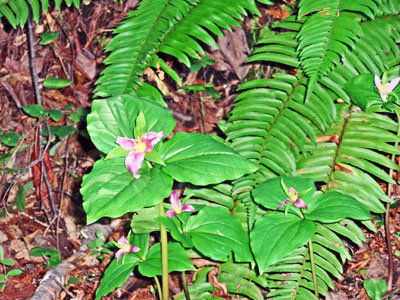 The Mountain Gardener: Native plants blooming in the parks