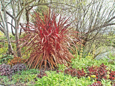 The Mountain Gardener: How hardier plants are made