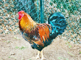 Plain Talk About Food: Plain talk about fried chicken