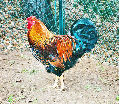 Plain Talk About Food: Plain talk about fried chicken