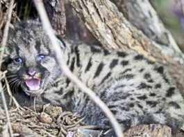 Nature Friendly: Trekking through mountains to save big cats