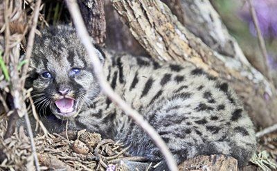 Nature Friendly: Trekking through mountains to save big cats