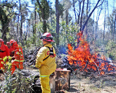 Nature Friendly: After fire, Bonny Doon Ecological Reserve blooms again