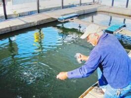 Let’s go fishin’: Quarter-million salmon pass through Santa Cruz