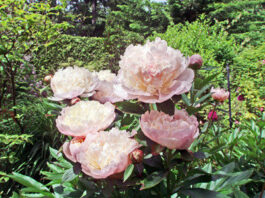 The Mountain Gardener: A visit to the lush Pacific Northwest