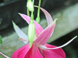 The Mountain Gardener: Regular walks can find garden problems early