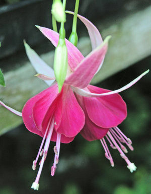 The Mountain Gardener: Regular walks can find garden problems early
