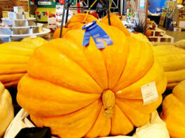 County fair to open Tuesday
