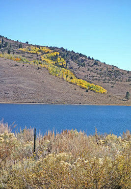 Mountain Gardener: Aspen gold brightens Sierra landscape in autumn