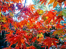 Mountain Gardener: Easily add fall color to the garden
