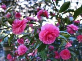 The Mountain Gardener: Christmas plants for the aunts